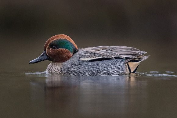 Teal (Anas crecca)