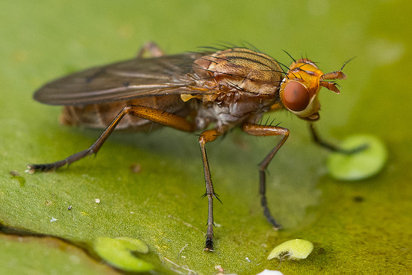 Tetanocera sp