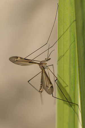 Tipula sp