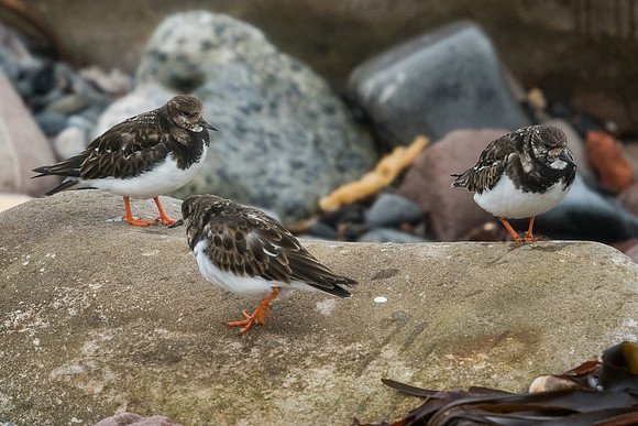 Turnstone (Arenaria interpres)