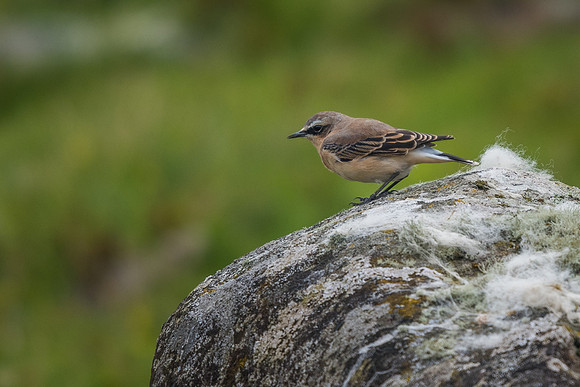 Wheatear (Oenanthe oenanthe)