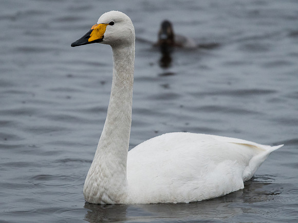 Whooper swan (Cygnus cygnus)