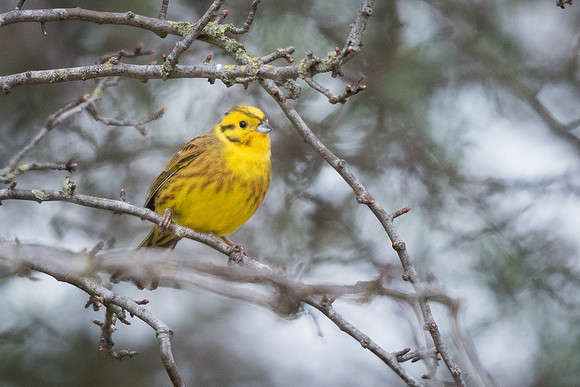 Yellowhammer (Emberiza citrinella)