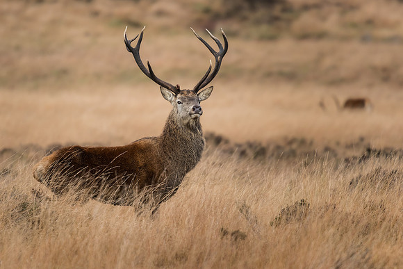 Red deer (Cervus elaphus)