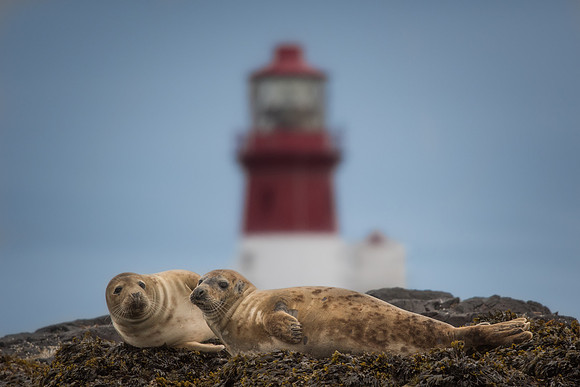 Grey seal (Halichoerus grypus)