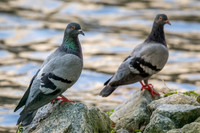 Domestic pigeon (Columba livia domestica)