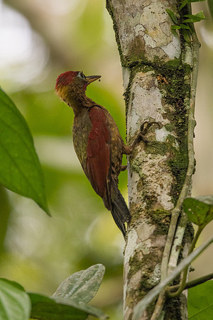 Crimson-winged woodpecker (Picus puniceus)