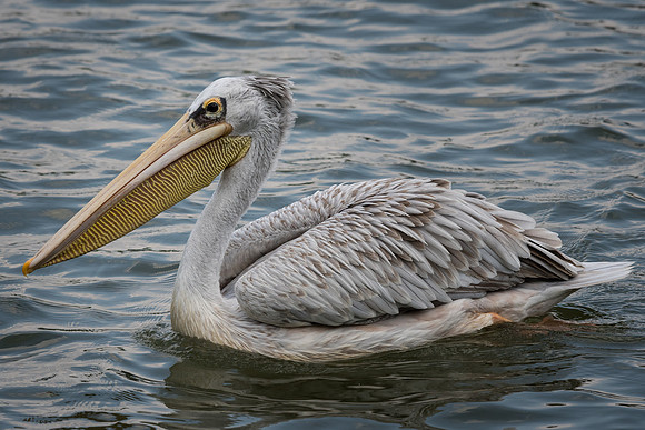 Great white pelican (Pelecanus onocrotalus)