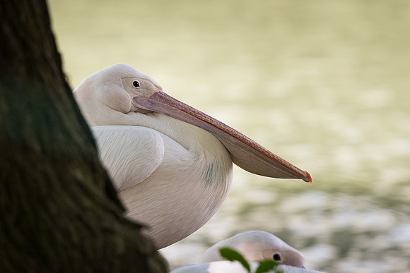 Great white pelican (Pelecanus onocrotalus)
