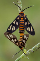 Hubner's wasp moth (Amata huebneri)