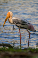 Painted stork (Mycteria leucocephala)