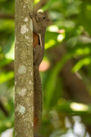 Plantain squirrel (Callosciurus notatus)