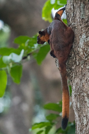 Red giant flying squirrel (Petaurista petaurista)
