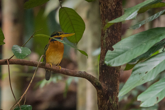 Rufous-collared kingfisher (Actenoides concretus)