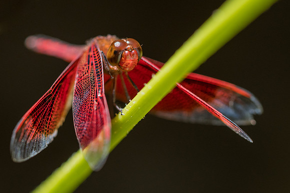 Neurothemis sp.