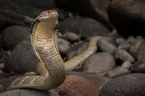 King cobra (Ophiophagus hannah)