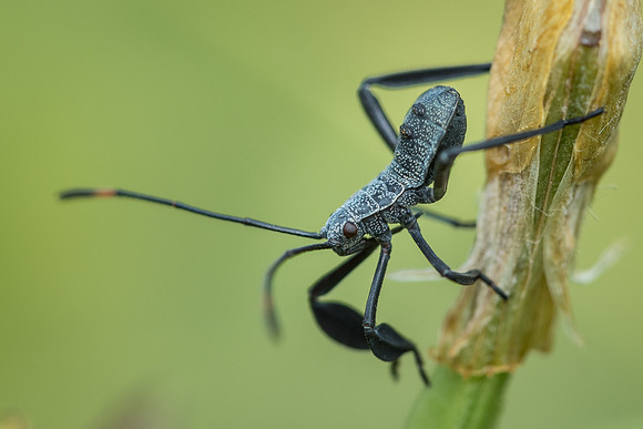 Leaf-footed bug nymph (Anoplocnemis phasianus)