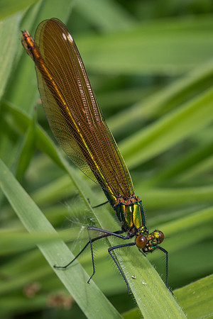 Beautiful demoiselle (Calopteryx virgo)