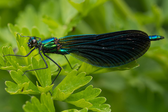 Beautiful demoiselle (Calopteryx virgo)