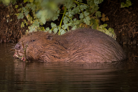 Eurasian beaver (Castor fiber)