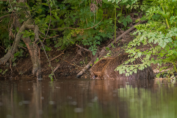 Eurasian beaver (Castor fiber)