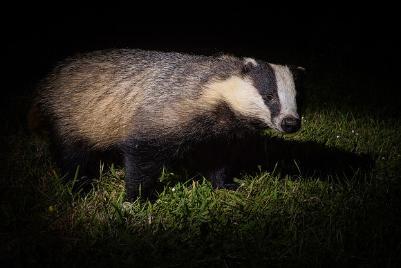 European badger (Meles meles)