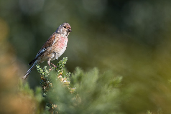 Linnet (Linaria cannabina)