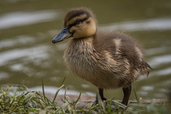 Mallard (Anas platyrhynchos)