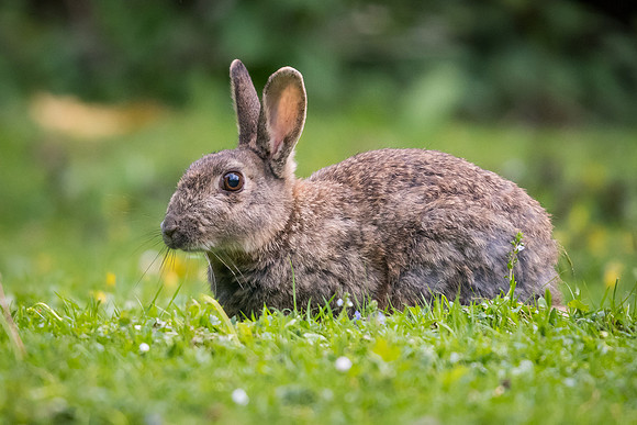Rabbit (Oryctolagus cuniculus)