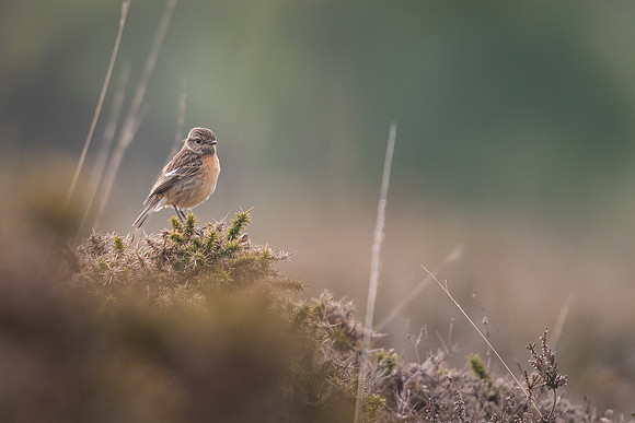 Stonechat (Saxicola rubicola)