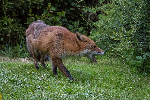 Red fox (Vulpes vulpes)