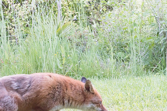Red fox (Vulpes vulpes)