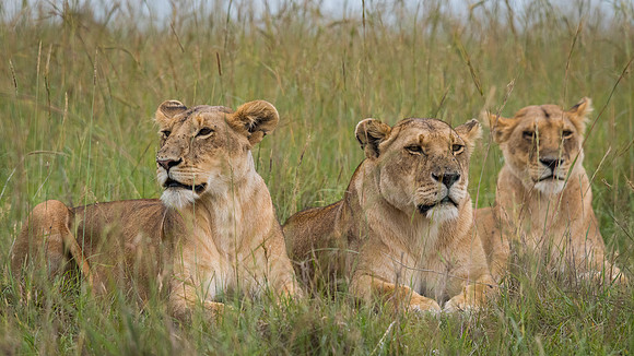 Lion (Panthera leo)