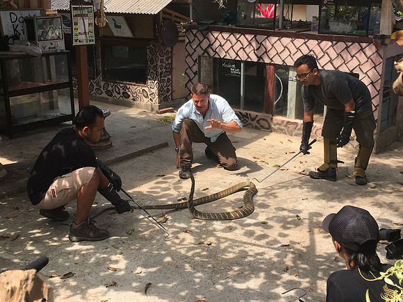 Filming king cobras in Bali with Steve Backshall and the BBC Deadly 60 team