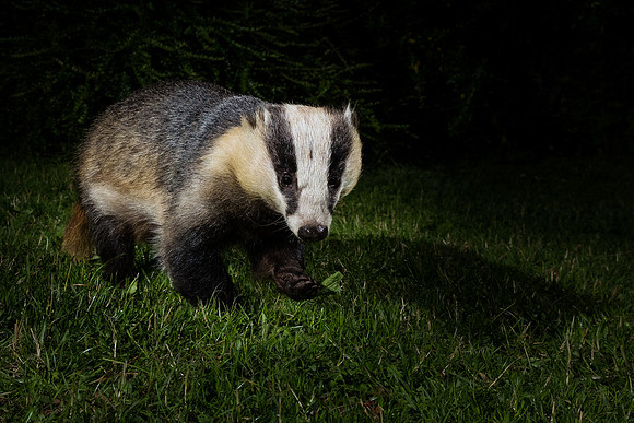European badger (Meles meles)