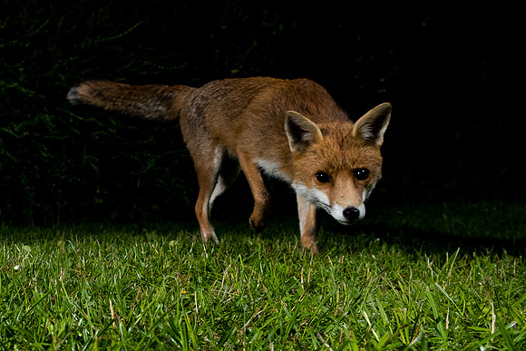 Red fox (Vulpes vulpes)