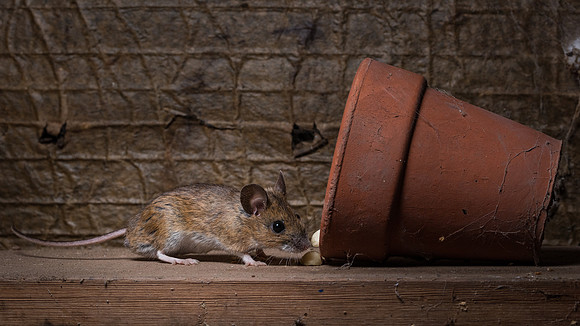 Wood mouse (Apodemus sylvaticus)