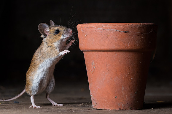 Wood mouse (Apodemus sylvaticus)