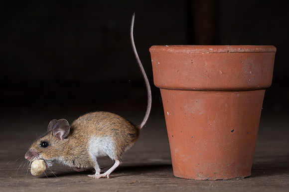 Wood mouse (Apodemus sylvaticus)