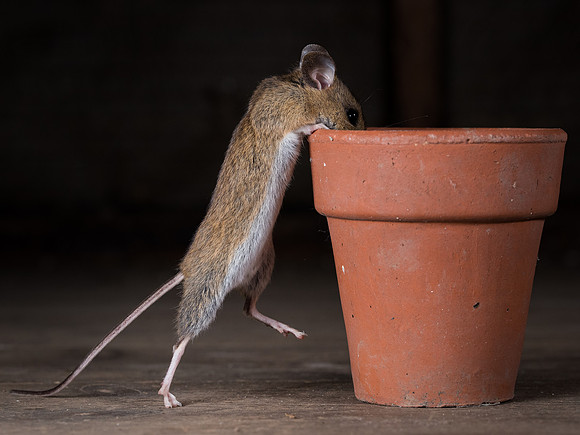 Wood mouse (Apodemus sylvaticus)