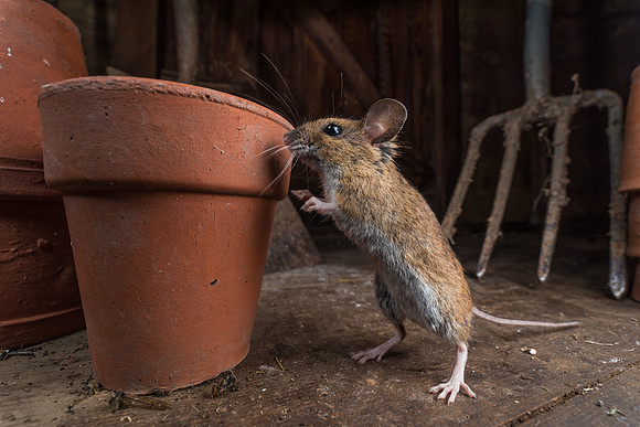 Wood mouse (Apodemus sylvaticus)