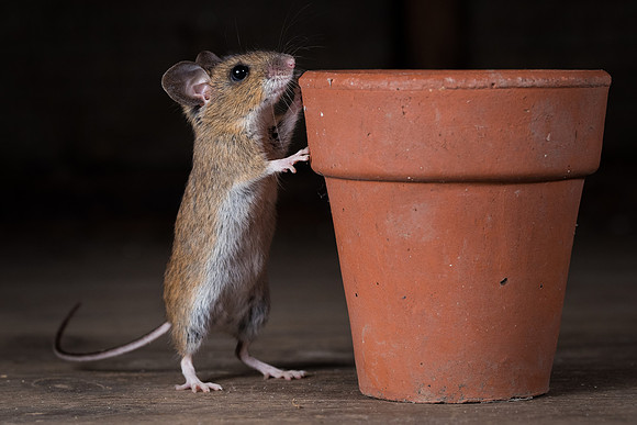 Wood mouse (Apodemus sylvaticus)