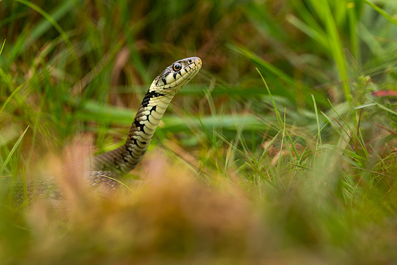 Grass Snake (Natrix helvetica)