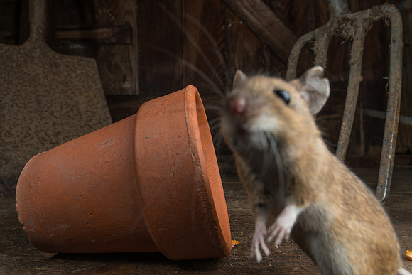 Wood mouse (Apodemus sylvaticus)