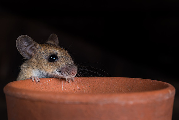 Wood mouse (Apodemus sylvaticus)