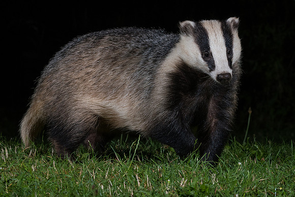European badger (Meles meles)