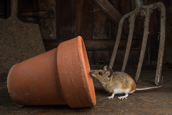 Wood mouse (Apodemus sylvaticus)
