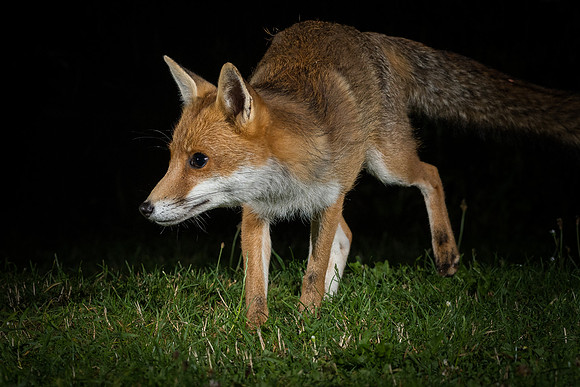 Red fox (Vulpes vulpes)
