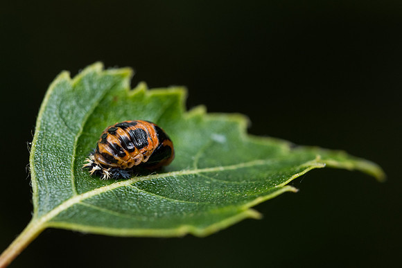 Harlequin ladybird (Harmonia axyridis) pupa