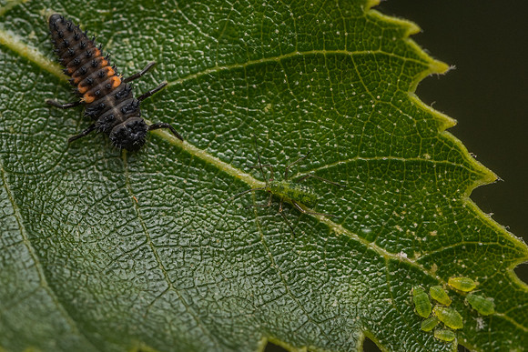 Harlequin ladybird (Harmonia axyridis) larva